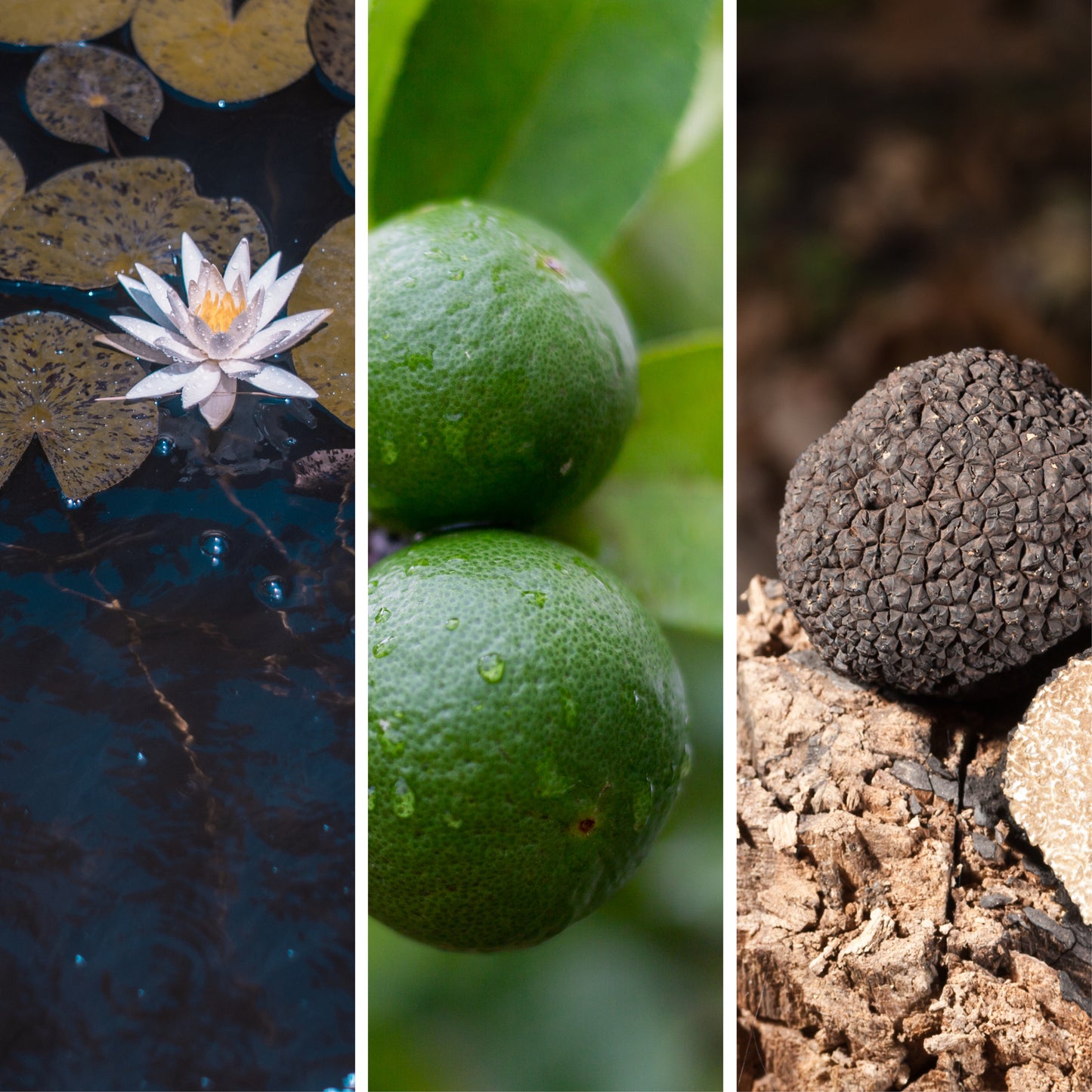 AFFAIR SCENTED CANDLE